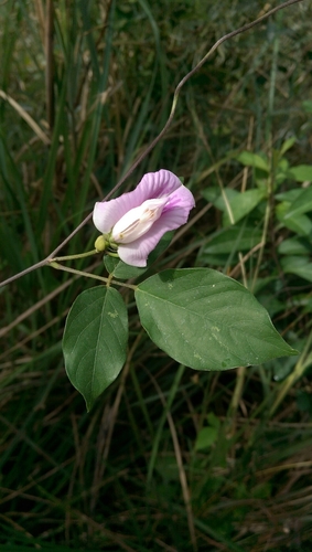 Centrosema pubescens iNat (1)