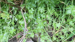 Bowlesia sodiroana