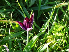 Tulipa