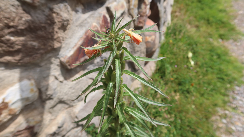 Oenothera peruana