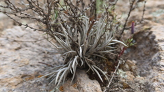 Tillandsia capillaris