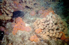 Polycitor giganteus