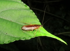 Ischnoptera
