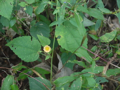 Sida cordata