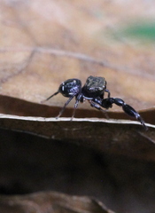 Harmochirus insulanus