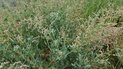 Chenopodium petiolare