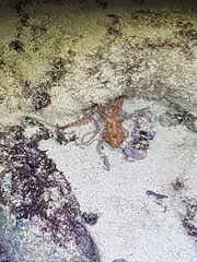 Callistoctopus ornatus