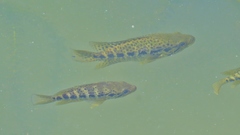 Parachromis
