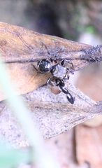 Harmochirus insulanus