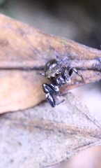 Harmochirus insulanus