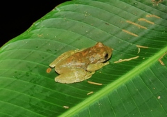 Ptychohyla hypomykter