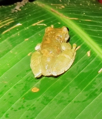 Ptychohyla hypomykter