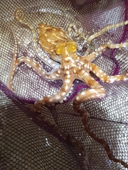 Callistoctopus ornatus