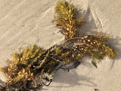 Caulocystis cephalornithos