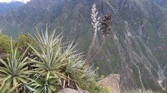 Puya weberbaueri