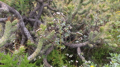Valeriana interrupta