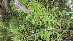 Valeriana interrupta