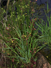 Erythranthe glabrata