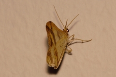 Chiasmia subcurvaria