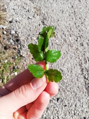 Berula