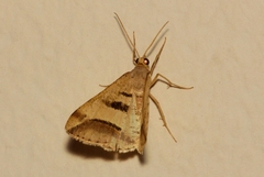 Chiasmia subcurvaria