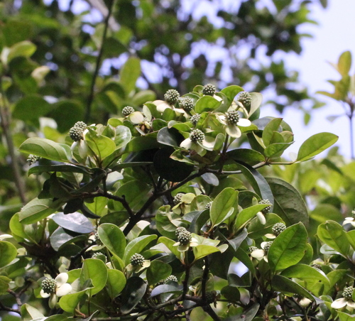 Image of Cornus hongkongensis by no rights reserved