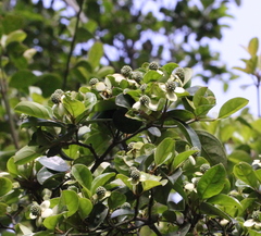 Cornus hongkongensis