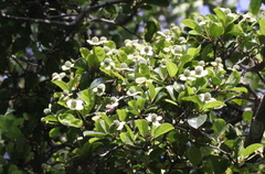 Cornus hongkongensis