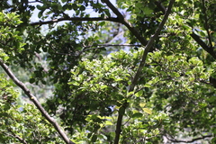 Cornus hongkongensis