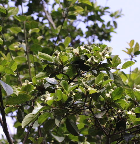 Image of Cornus hongkongensis by no rights reserved