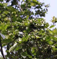 Cornus hongkongensis