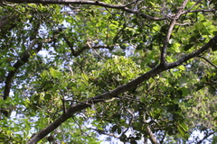 Cornus hongkongensis