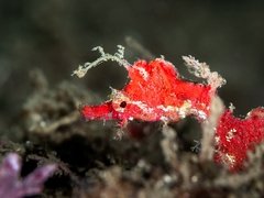 Idiotropiscis lumnitzeri