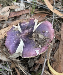 Russula lenkunya