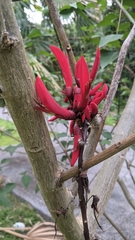 Erythrina corallodendron