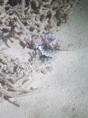 Dendrochirus barberi