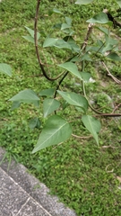 Erythrina corallodendron