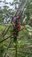 Erythrina corallodendron