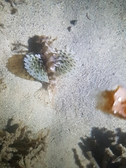 Dendrochirus barberi