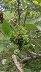 Erythrina corallodendron