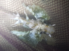 Dendrochirus barberi