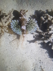 Dendrochirus barberi