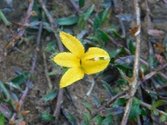 Monopsis lutea