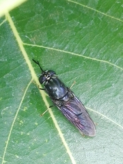 Hermetia illucens