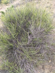 Salsola genistoides