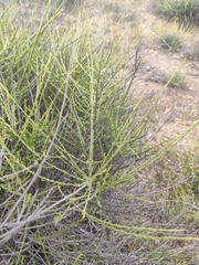 Salsola genistoides