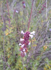 Salvia munzii