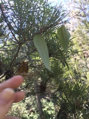 Smilax glyciphylla