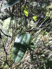 Smilax glyciphylla