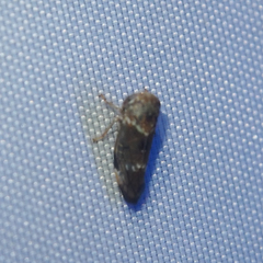 Idioscopus nitidulus
